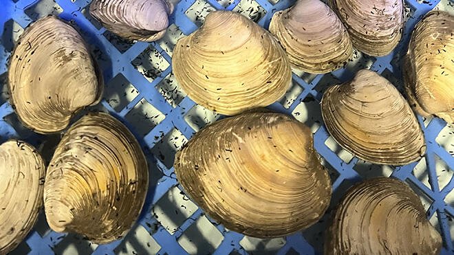 Quahogs being conditioned in RWU's wet lab.