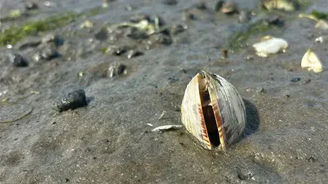 Clam with hemocytic neoplasia.