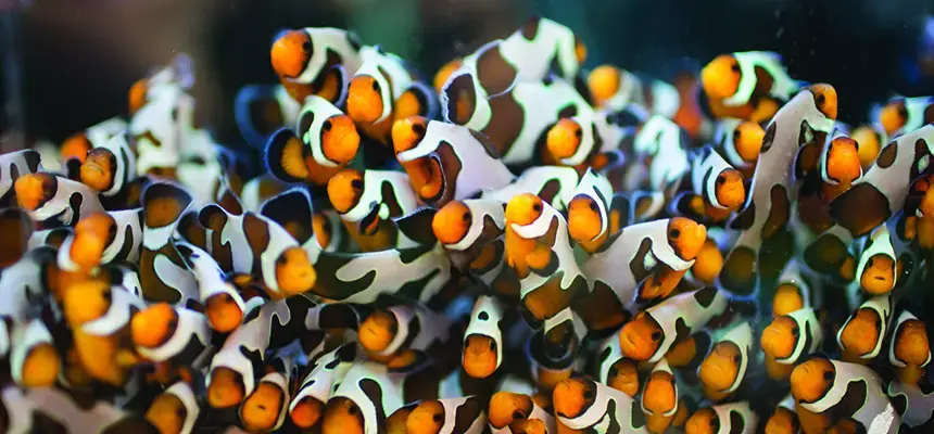 A group of clownfish in the Wet Lab