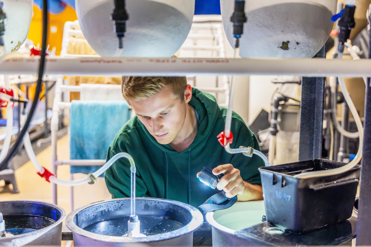 Joshua Sears works in RWU's Wet Lab, where he gained hands-on experience culturing sea robins.