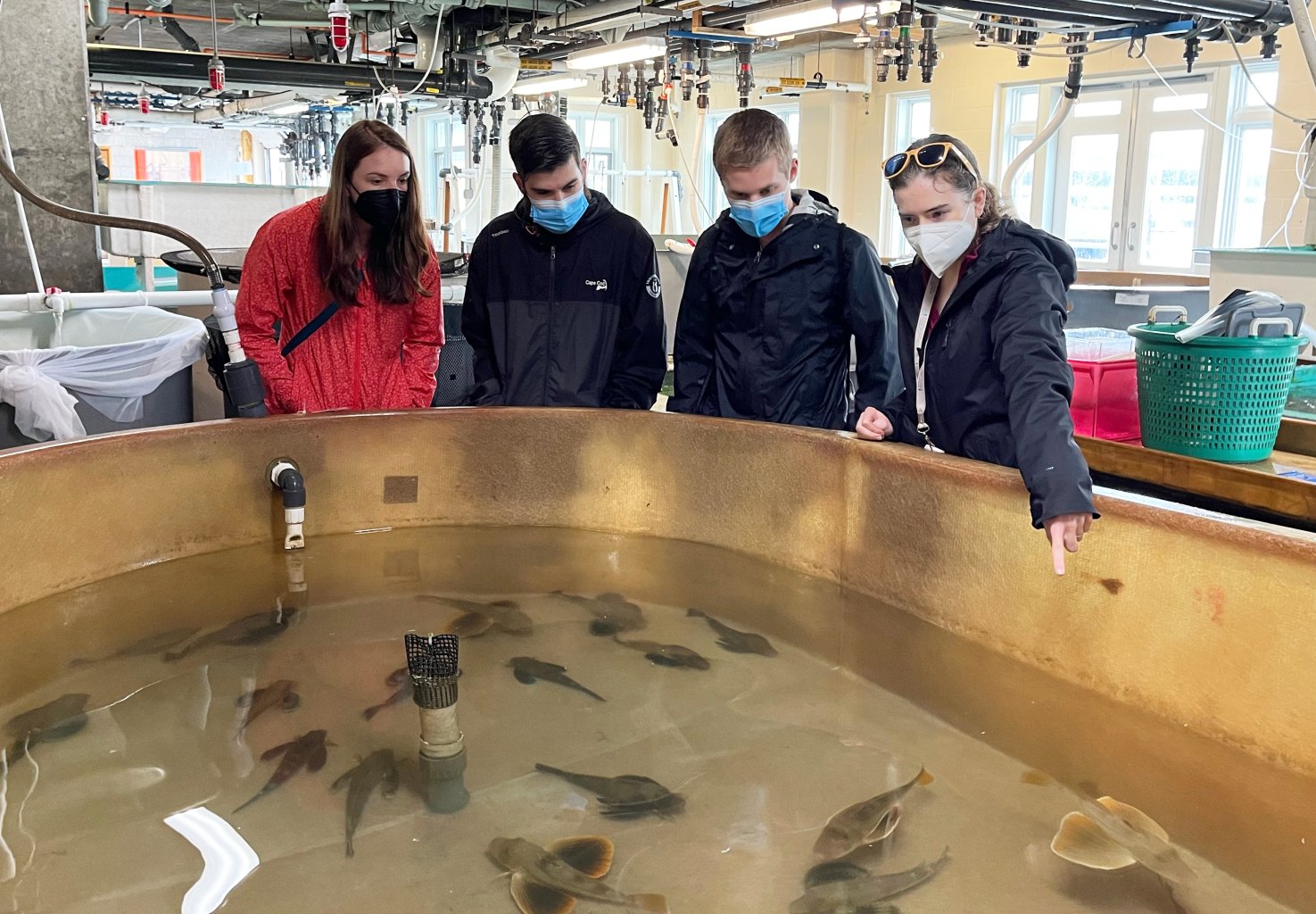 Allex Gourlay '15, Aaron Langmuir '18, Joshua Sears, and Amy Hebert examine the broodstock sea robins.