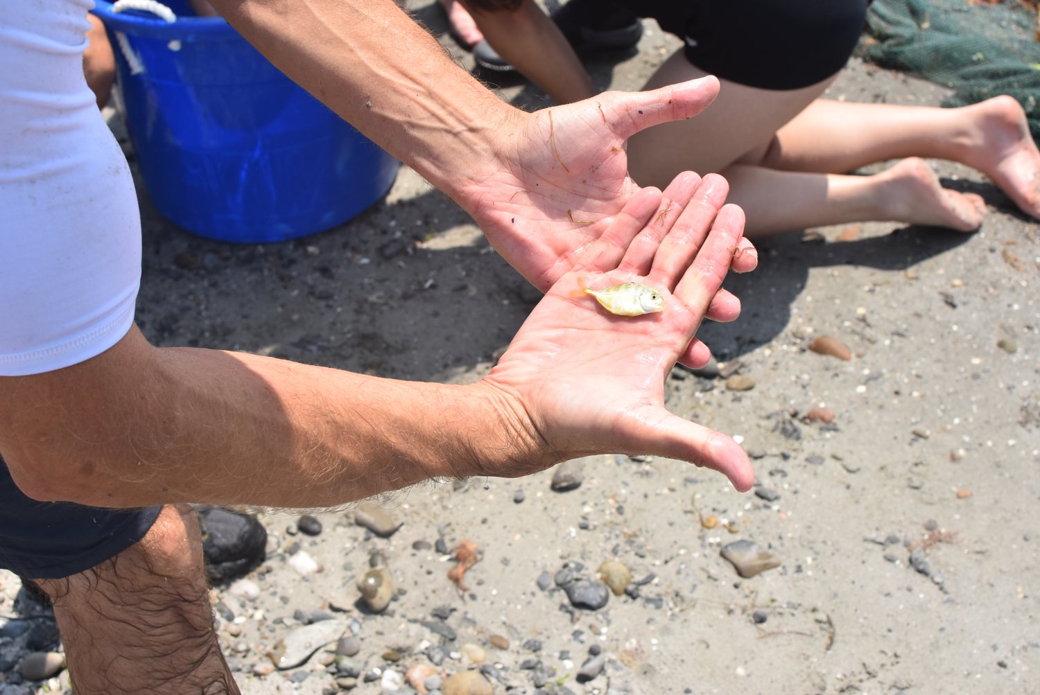 A fish collected at Fogland Beach helps students study local marine biodiversity through hands-on field research.