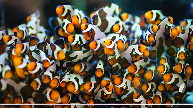 As part of the interdisciplinary cyanide research project, students intake, grow, and care for clownfish in the Wet Lab at Roger Williams University.