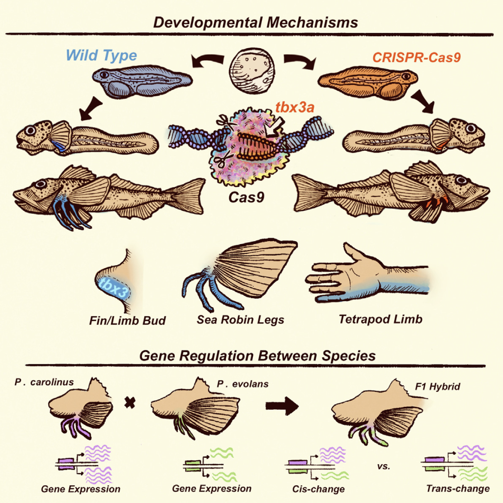 A graphic from the study.