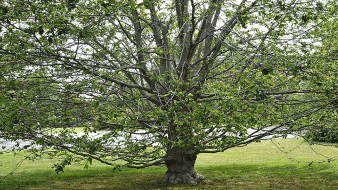 The Iconic Trees of Newport: Past, Present and Future