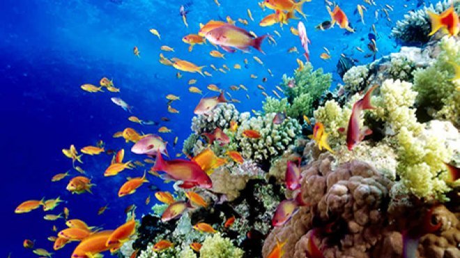 RWU Marine Scientists to Work Toward Reef Conservation at International ...