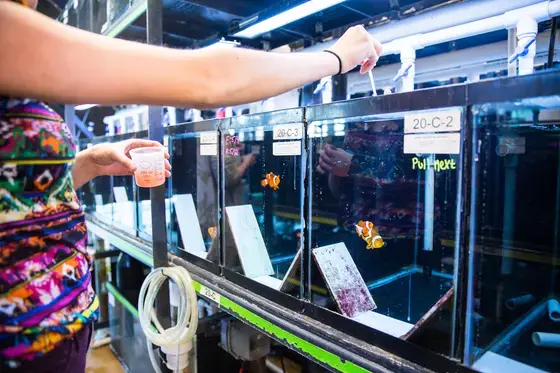 student feeds clown fish in wet lab